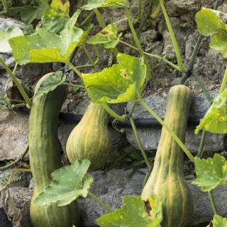 Courges