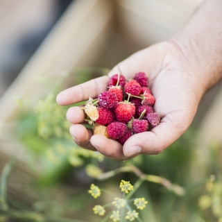 framboises