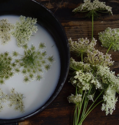 16 Octobre 2019 - PLANTES SAUVAGES des ALPES MARITIMES