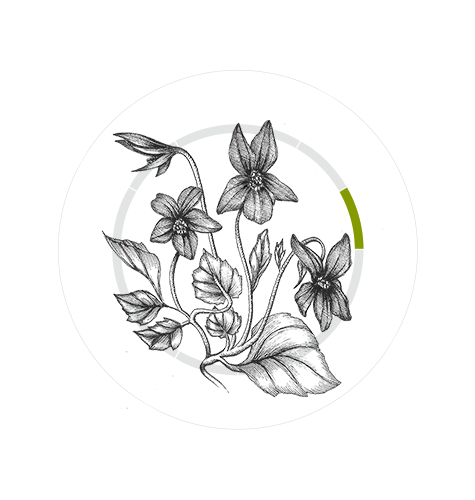 The sweet violet